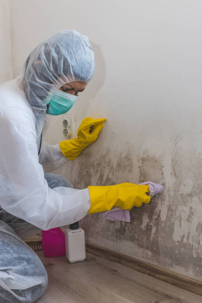 Best Asbestos and Lead Testing During Mold Inspection  in Ames, TX