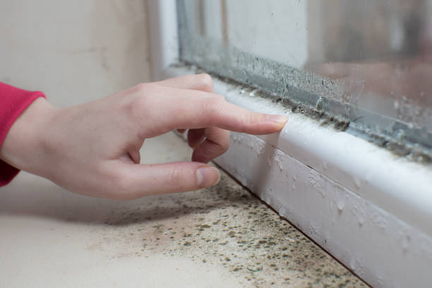 Best Mold Removal for HVAC Installations  in Ames, TX